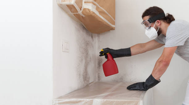 Professional Black Mold Removal technician working in Englewood, TN