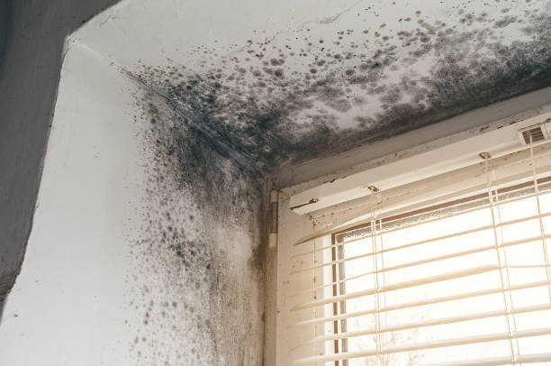 Trusted Black Mold Removal service in Englewood, TN - Cheap Mold Removal